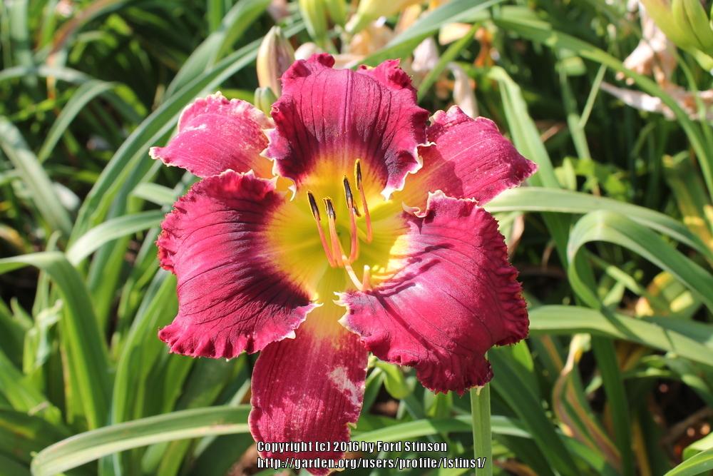 Photo of Daylily (Hemerocallis 'Red Hot Summer Delight') uploaded by fstins1
