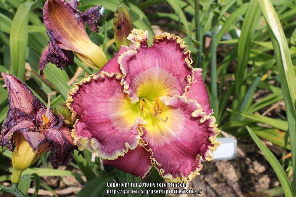 Photo of Daylily (Hemerocallis 'Mystery of the Ages') uploaded by fstins1