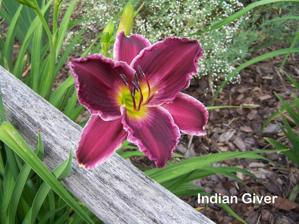 Photo of Daylily (Hemerocallis 'Indian Giver') uploaded by petruske