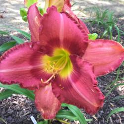Location: My garden in Warrenville, SC
Date: 2016-05-15
FFO- huge bloom, over 7"