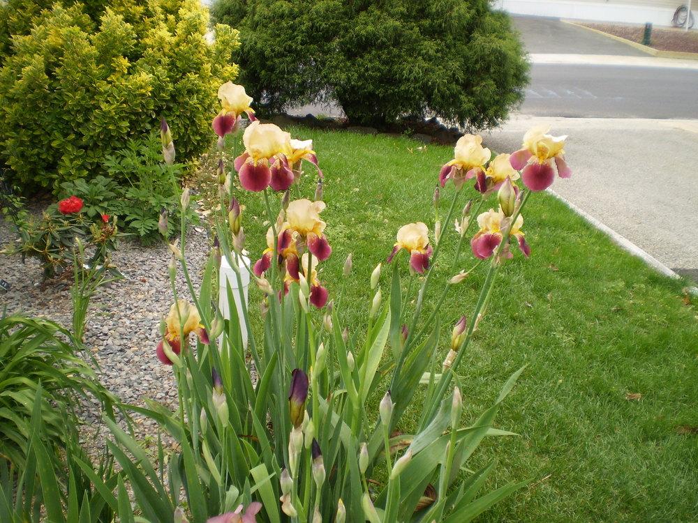 Photo of Tall Bearded Iris (Iris 'Frank Adams') uploaded by AlanJ