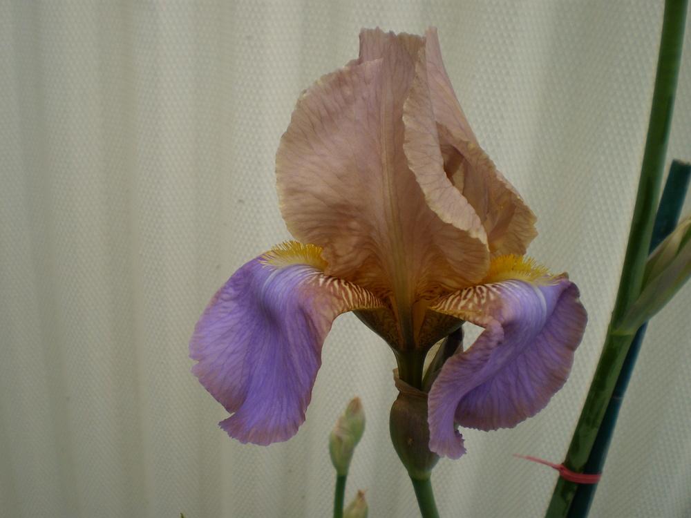 Photo of Tall Bearded Iris (Iris 'President Pilkington') uploaded by AlanJ