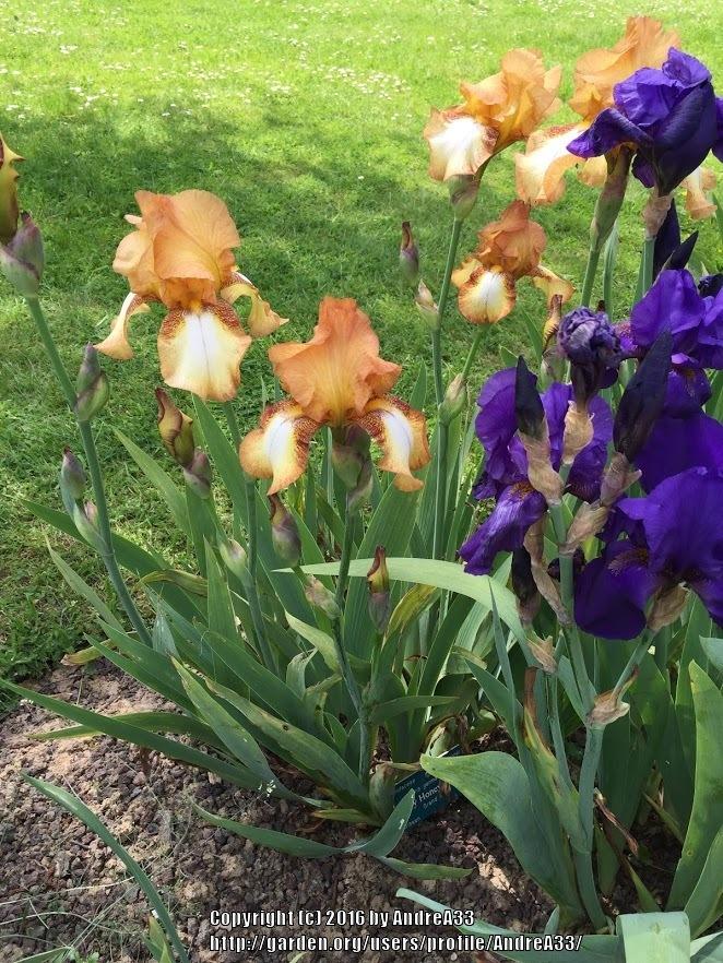 Photo of Tall Bearded Iris (Iris 'My Honeycomb') uploaded by AndreA33