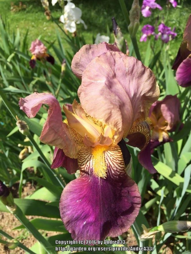 Photo of Tall Bearded Iris (Iris 'Francheville') uploaded by AndreA33