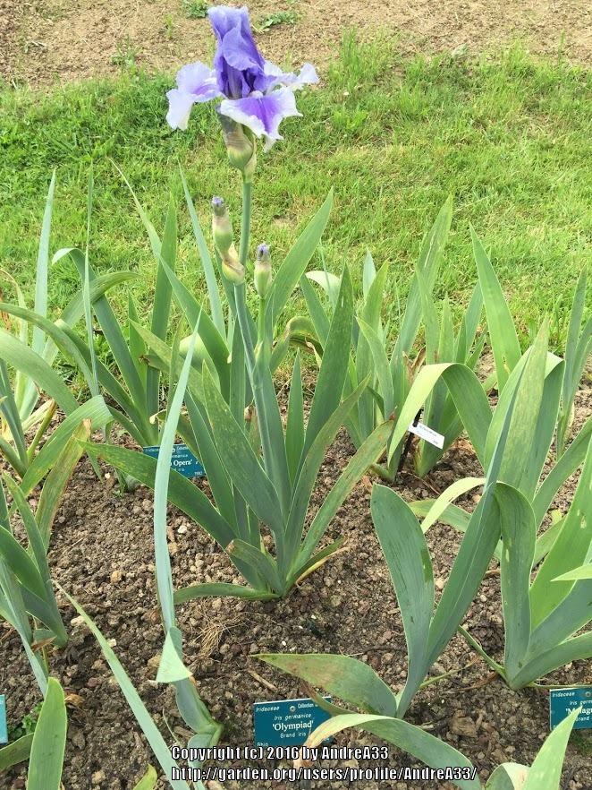 Photo of Tall Bearded Iris (Iris 'Olympiad') uploaded by AndreA33