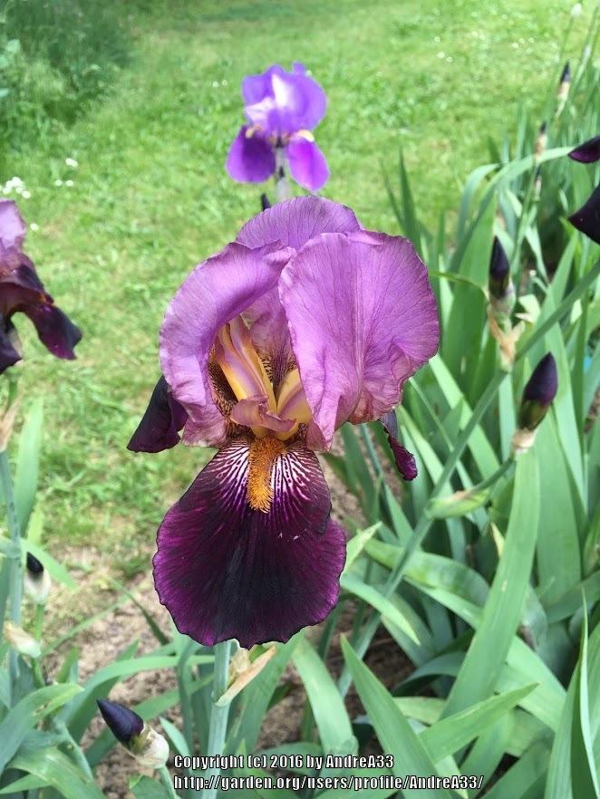Photo of Tall Bearded Iris (Iris 'Mme. Henri Cayeux') uploaded by AndreA33