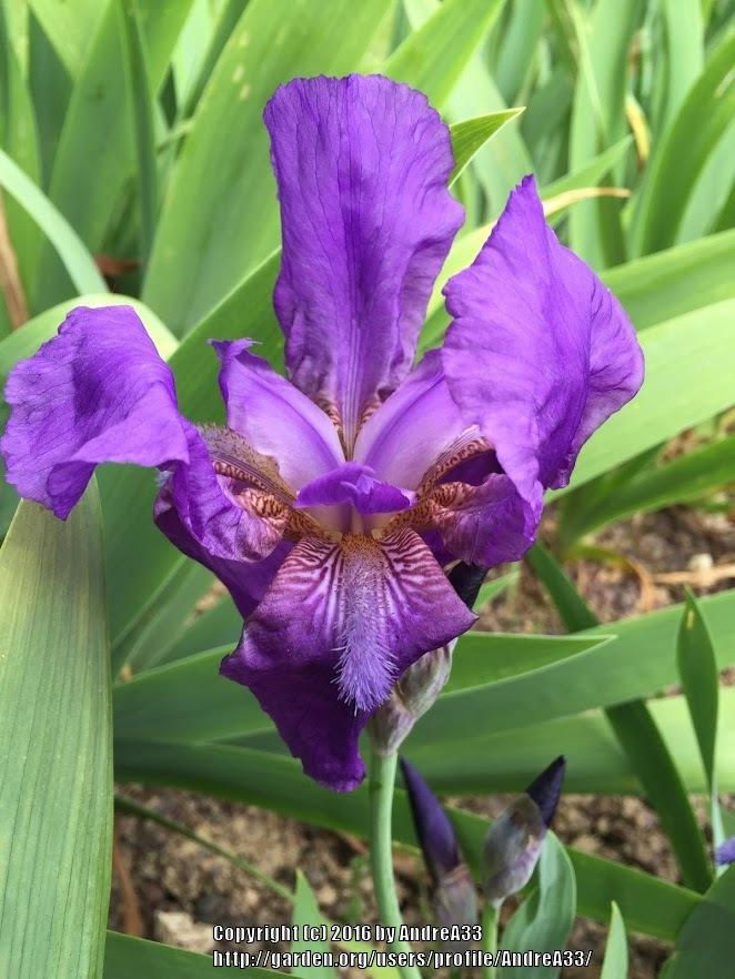 Photo of Intermediate Bearded Iris (Iris 'Blue Boy') uploaded by AndreA33