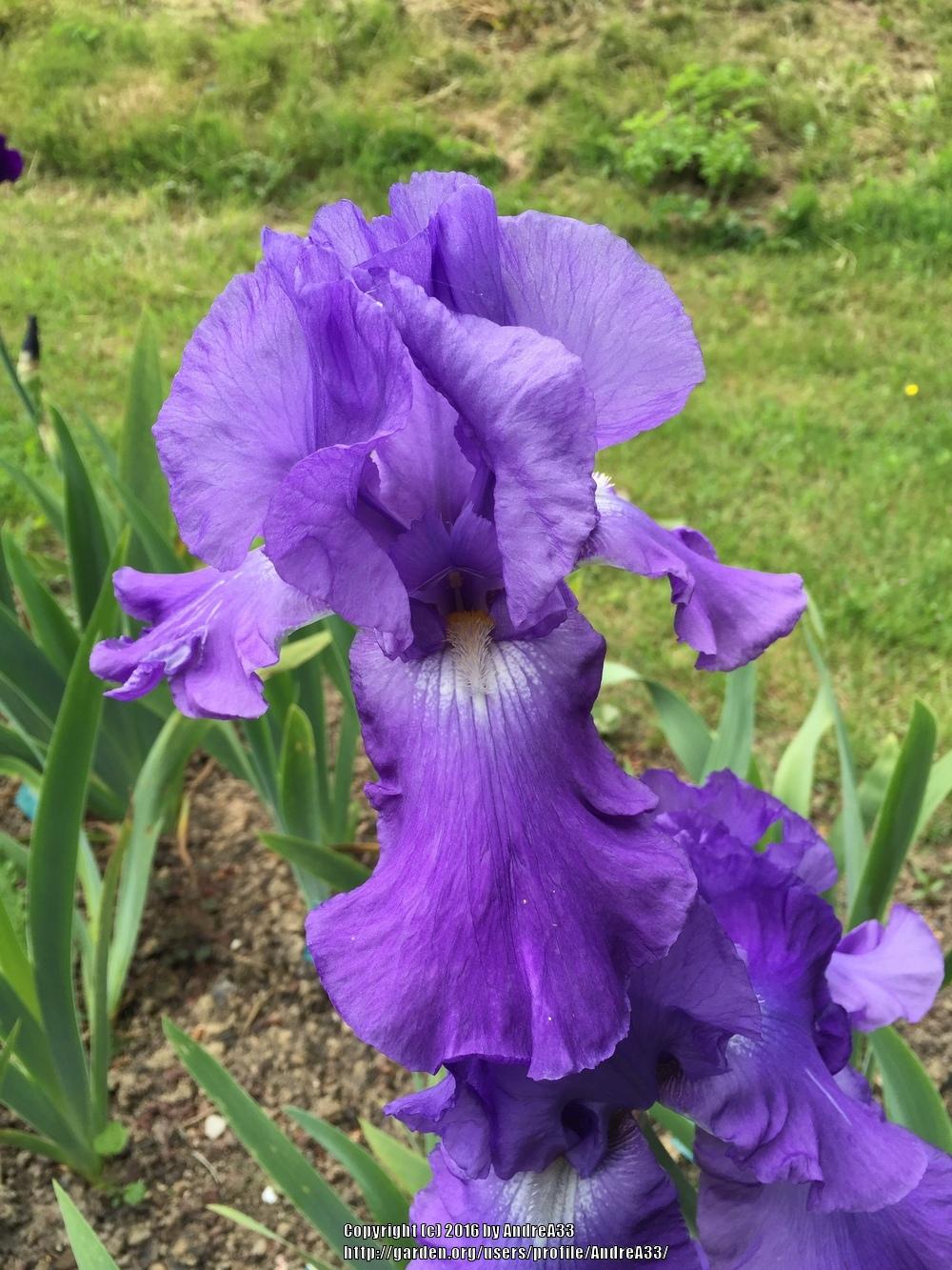 Photo of Tall Bearded Iris (Iris 'Violet Music') uploaded by AndreA33