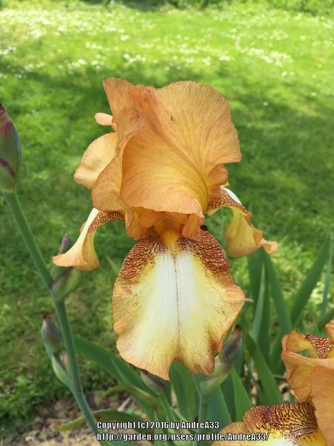 Photo of Tall Bearded Iris (Iris 'My Honeycomb') uploaded by AndreA33