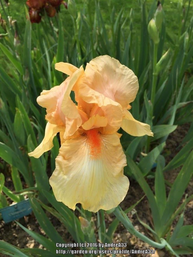 Photo of Tall Bearded Iris (Iris 'Orange Parade') uploaded by AndreA33
