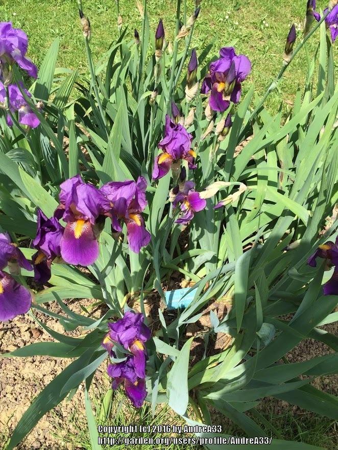 Photo of Tall Bearded Iris (Iris 'Germaine Perthuis') uploaded by AndreA33