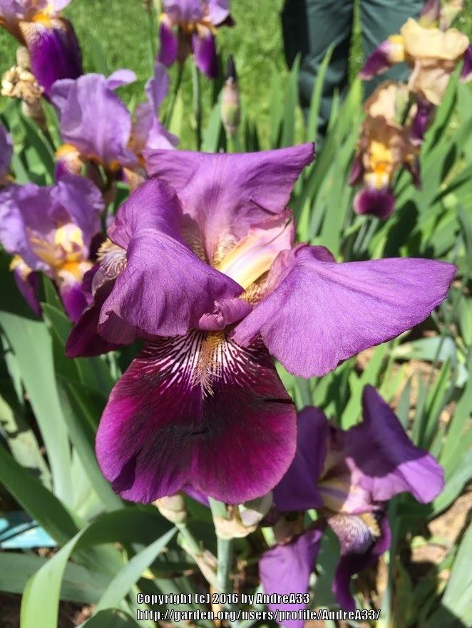 Photo of Tall Bearded Iris (Iris 'Distinction') uploaded by AndreA33