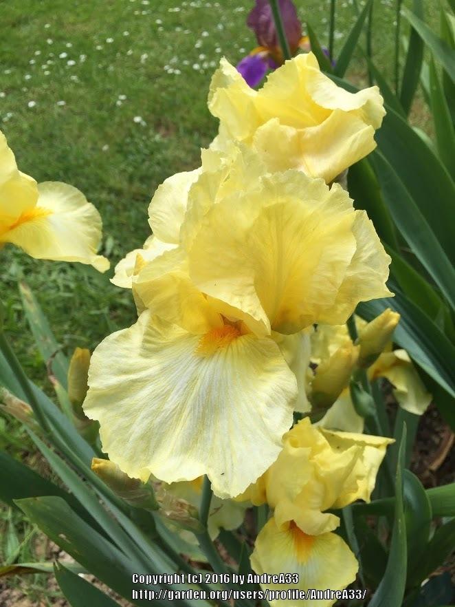 Photo of Irises (Iris) uploaded by AndreA33