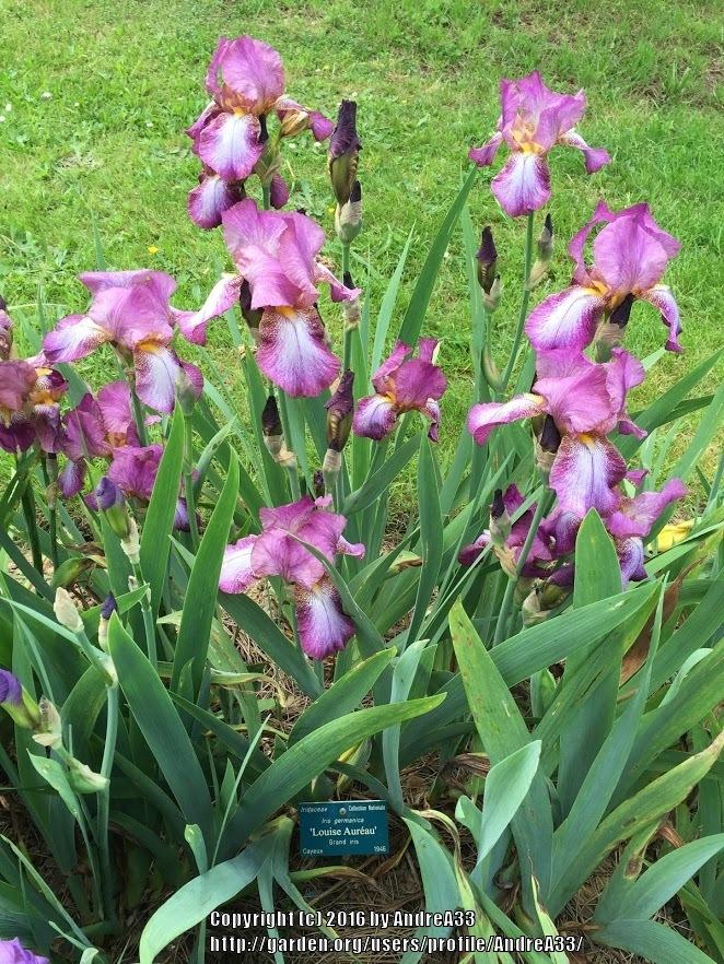 Photo of Tall Bearded Iris (Iris 'Louise Aureau') uploaded by AndreA33