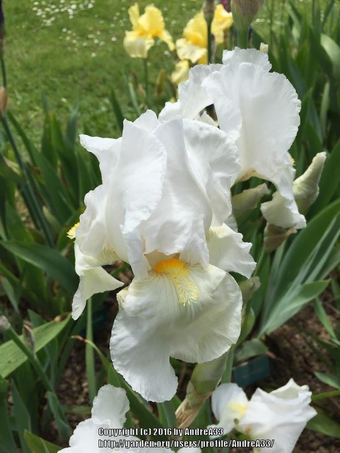 Photo of Tall Bearded Iris (Iris 'New Snow') uploaded by AndreA33