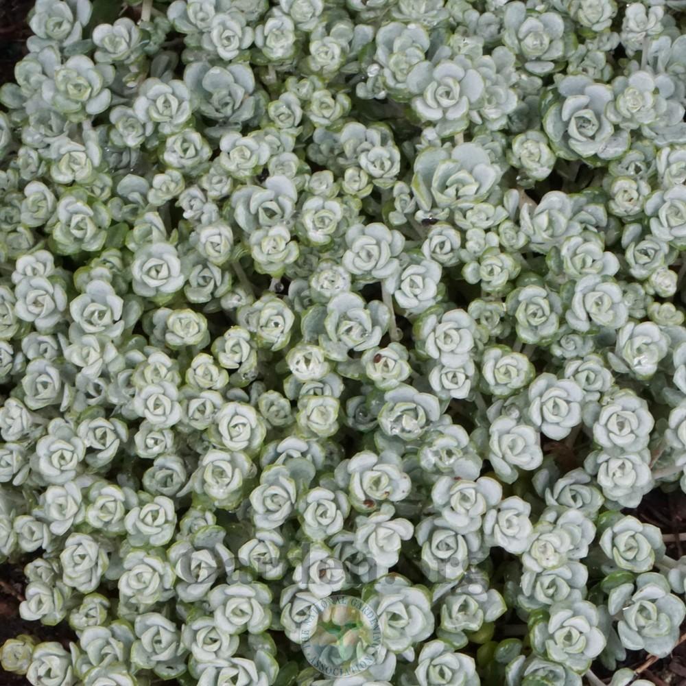 Photo of Stonecrop (Sedum spathulifolium subsp. pruinosum 'Cape Blanco') uploaded by Patty