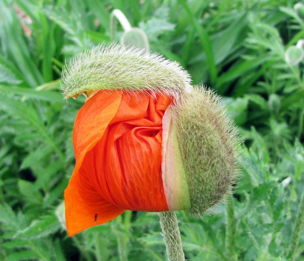 Photo of Oriental Poppy (Papaver orientale) uploaded by TBGDN