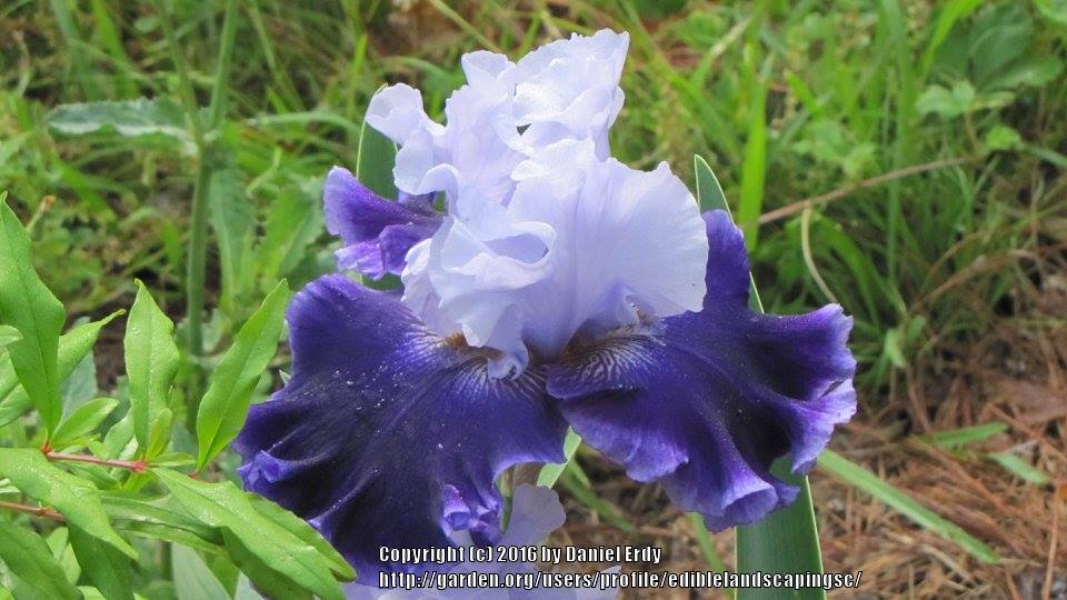 Photo of Tall Bearded Iris (Iris 'Global Crossing') uploaded by ediblelandscapingsc