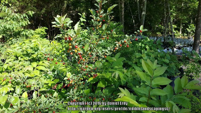 Photo of Goumi (Elaeagnus multiflora 'Red Gem') uploaded by ediblelandscapingsc