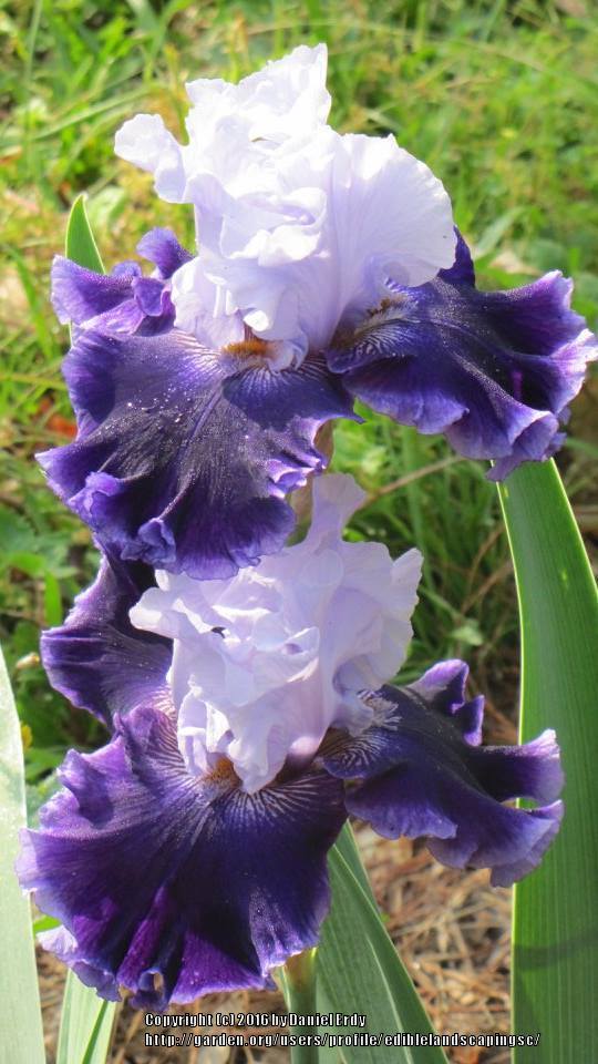 Photo of Tall Bearded Iris (Iris 'Global Crossing') uploaded by ediblelandscapingsc