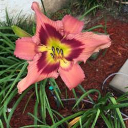 Location: Bainbridge, GA
Date: 2015-05-27
This seedling in our garden just stood out among them all, so we 