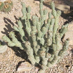 Location: Scottsdale AZ my yard
Date: 2016-05-17
Tephrocactus articulatus var. papyracanthus