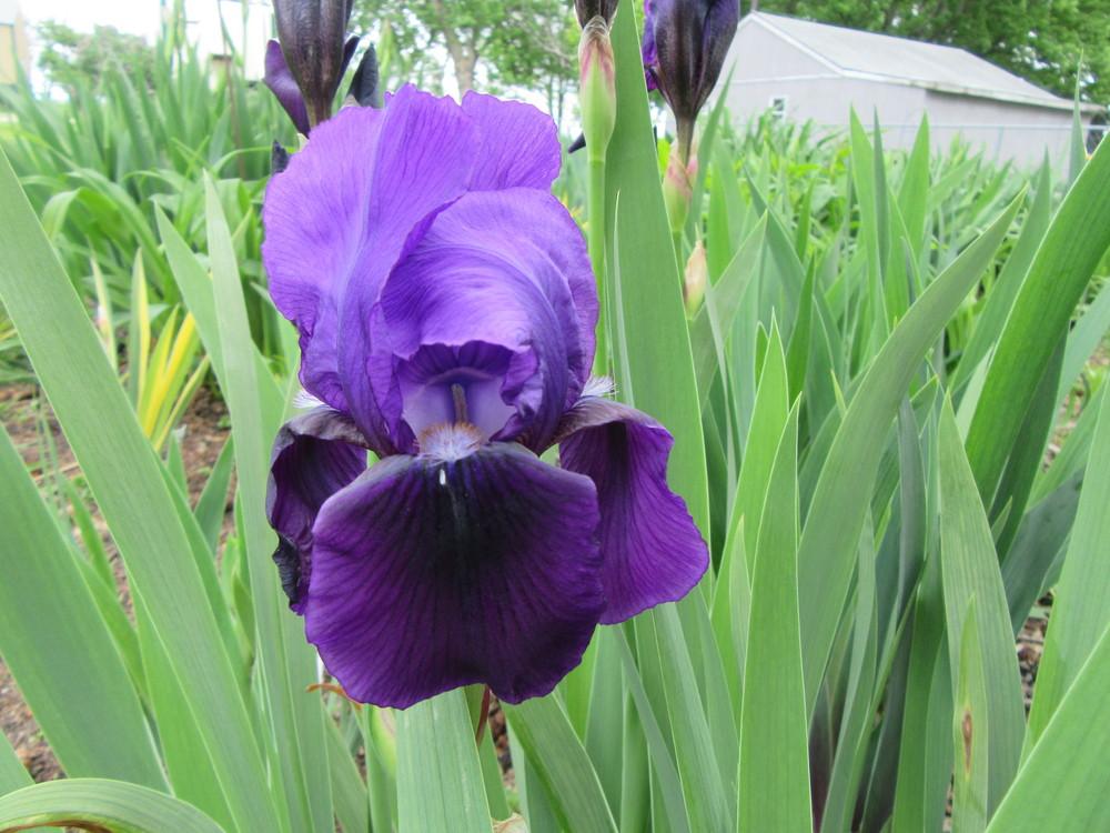 Photo of Intermediate Bearded Iris (Iris 'Eleanor Roosevelt') uploaded by tveguy3