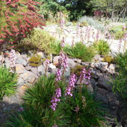 Location: Botanical Garden Brookings, Oregon
Date: 2016-05-16