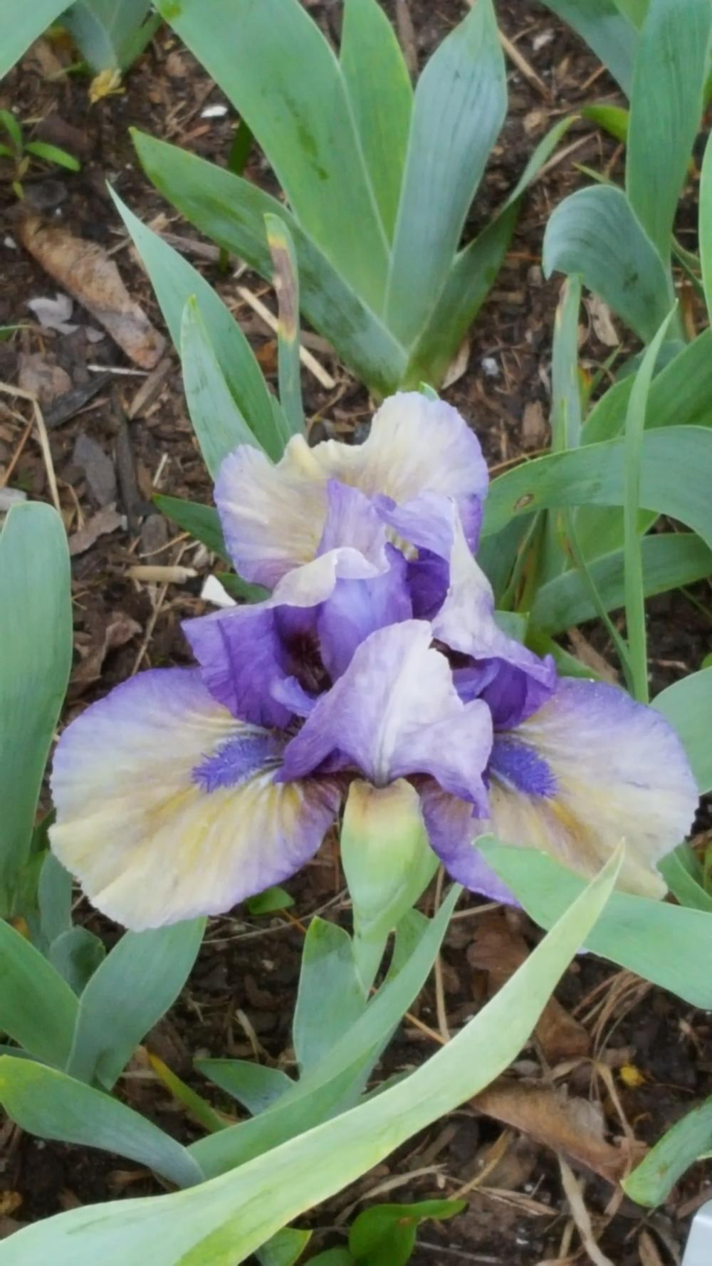Photo of Standard Dwarf Bearded Iris (Iris 'Cookie Monster') uploaded by Dachsylady86