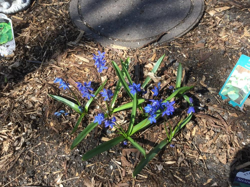 Photo of Siberian Squill (Scilla siberica) uploaded by DebbieC