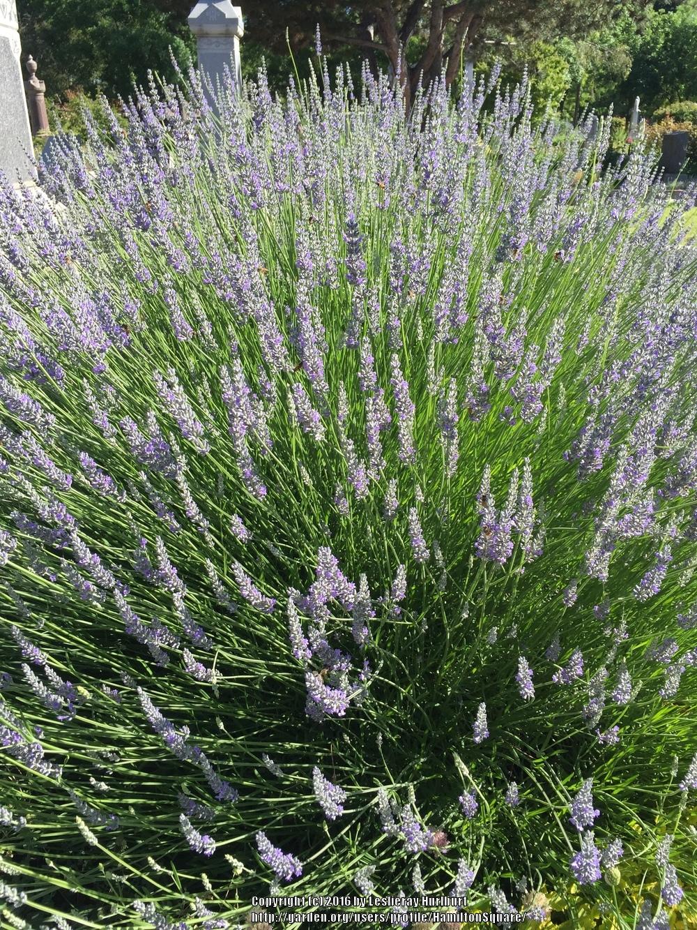 Photo of Lavender (Lavandula x intermedia 'Dutch') uploaded by HamiltonSquare