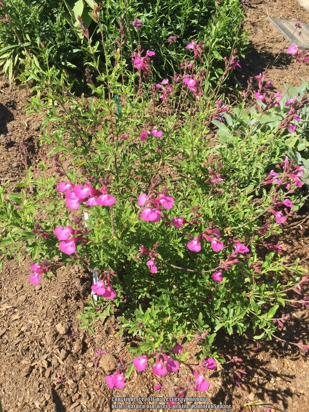 Photo of Mountain Sage (Salvia x jamensis Heatwave™ Radiance) uploaded by HamiltonSquare