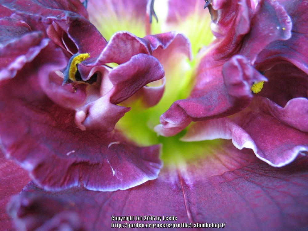 Photo of Daylily (Hemerocallis 'Joan Jackson') uploaded by Lalambchop1