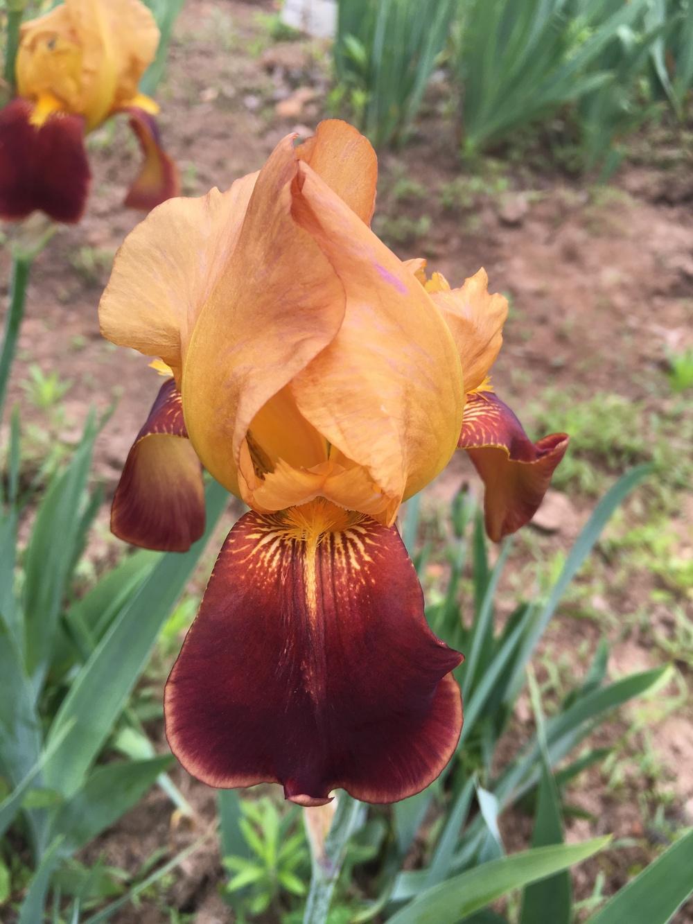 Photo of Tall Bearded Iris (Iris 'Rajah Brooke') uploaded by Misawa77