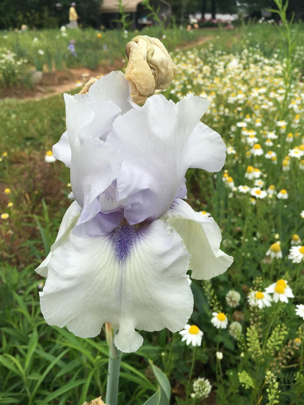Photo of Tall Bearded Iris (Iris 'Palace of Thoughts') uploaded by Misawa77