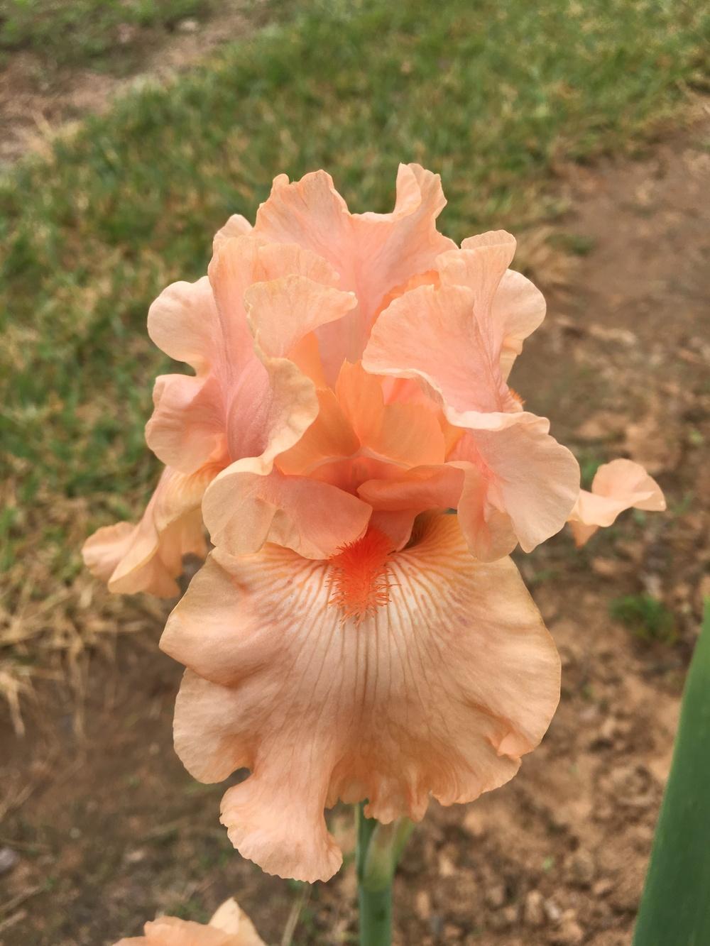 Photo of Tall Bearded Iris (Iris 'Coral Satin') uploaded by Misawa77