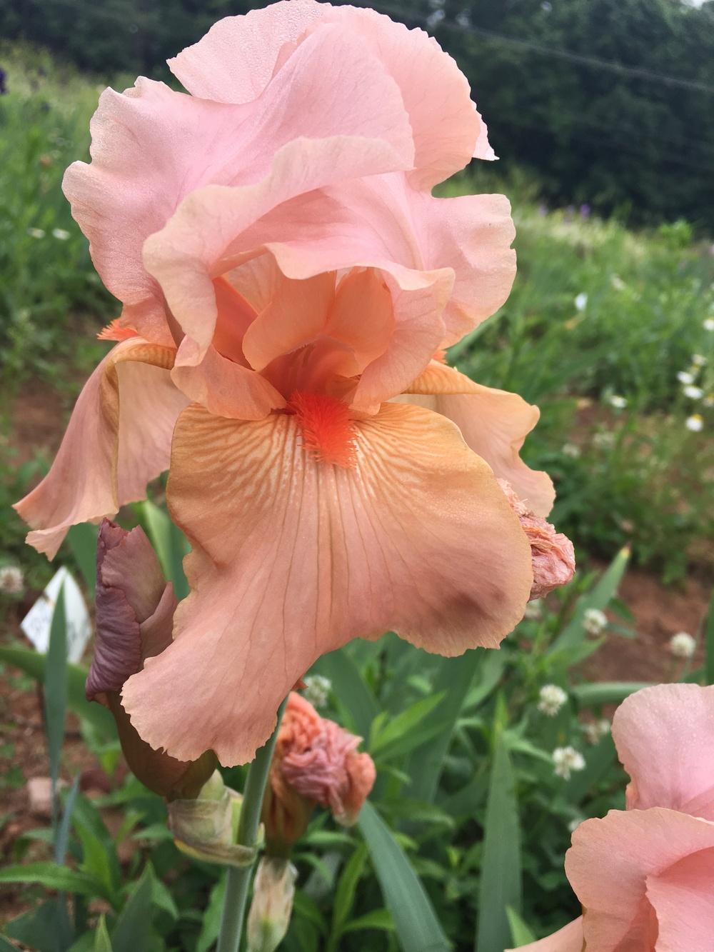 Photo of Tall Bearded Iris (Iris 'Laurel Park') uploaded by Misawa77