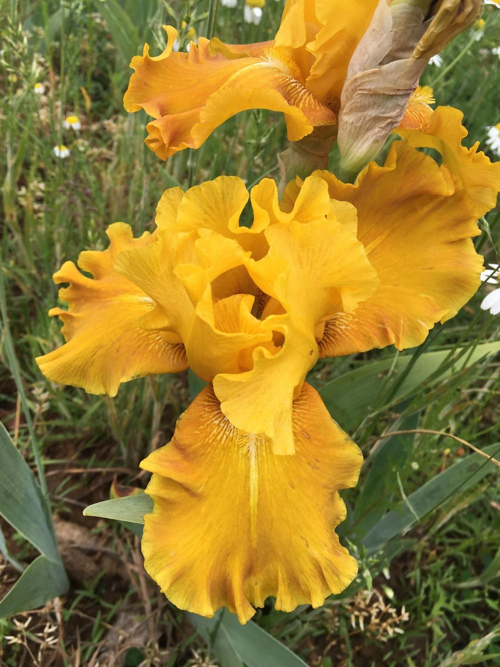 Photo of Tall Bearded Iris (Iris 'Aztec Treasure') uploaded by Misawa77