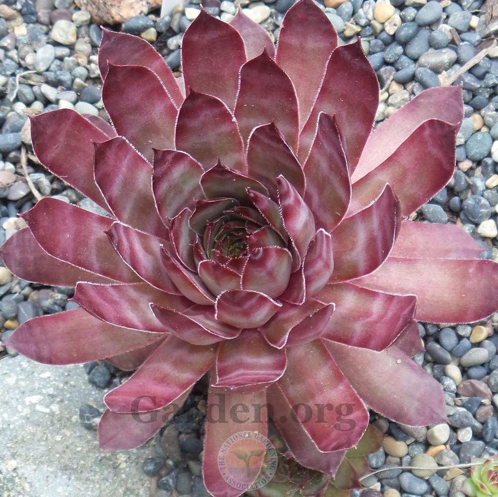Photo of Hen and Chicks (Sempervivum 'Solange') uploaded by Patty