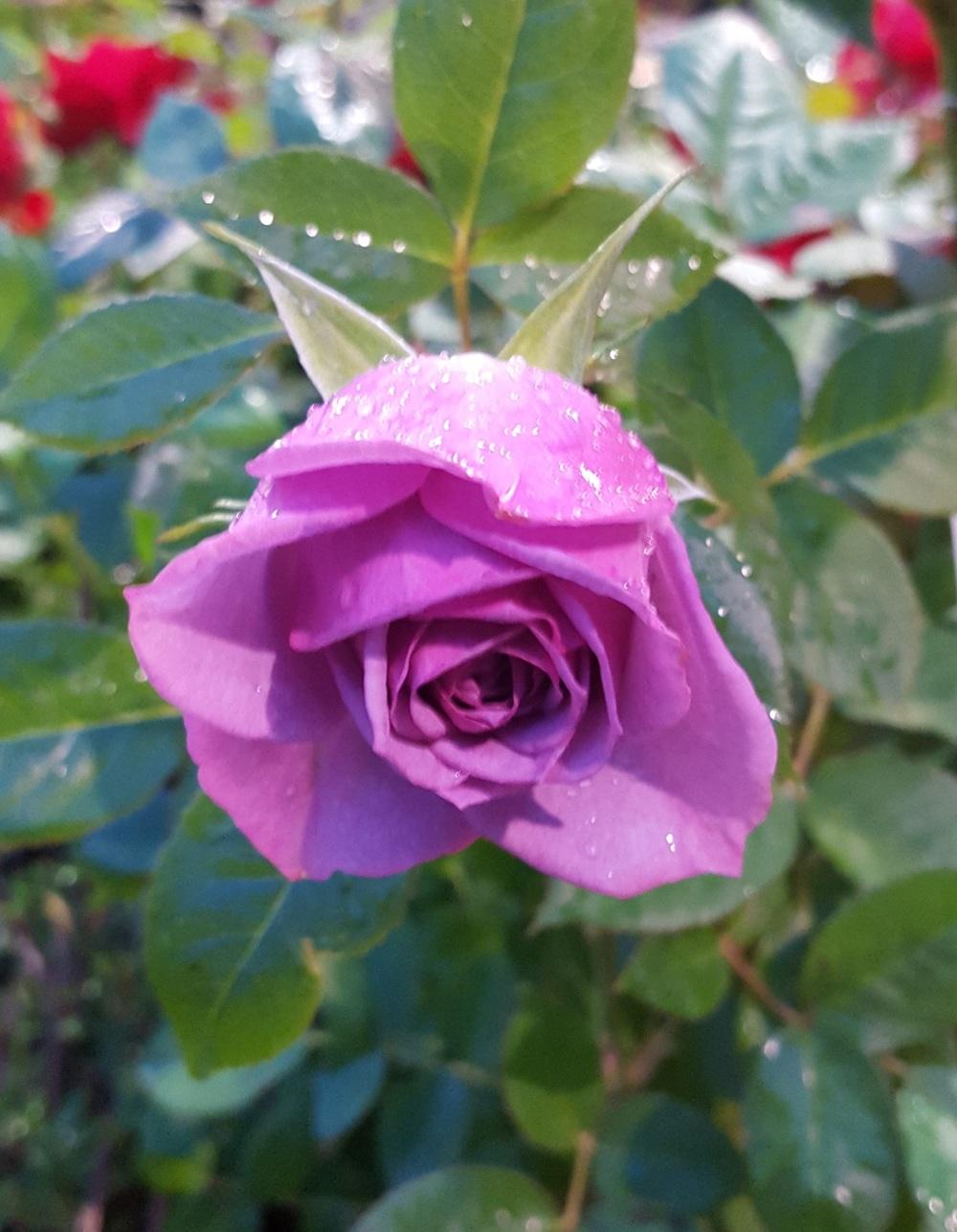 Photo of Rose (Rosa 'Lavender Flower Circus') uploaded by Skiekitty