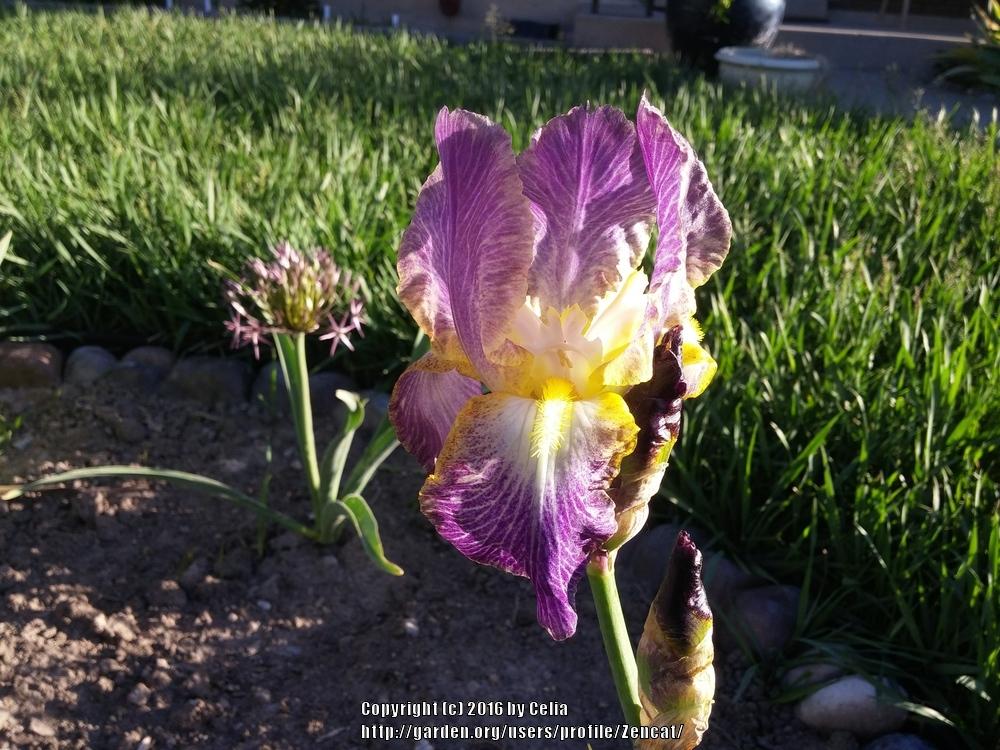 Photo of Tall Bearded Iris (Iris 'Moonlit Sea') uploaded by Zencat