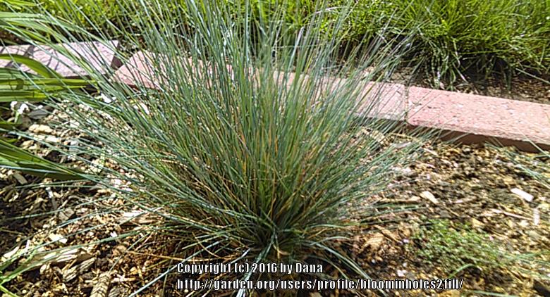 Photo of Blue Fescue (Festuca trachyphylla) uploaded by bloominholes2fill