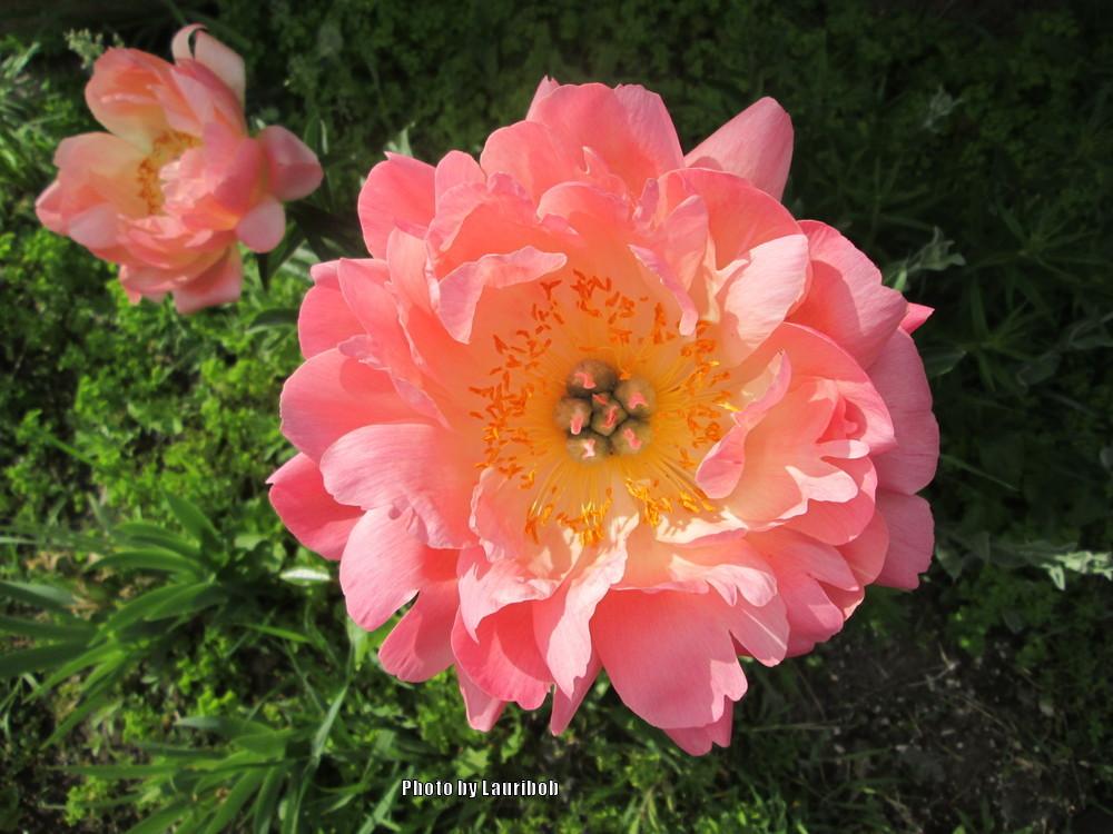 Photo of Garden Peony (Paeonia 'Coral Charm') uploaded by lauribob