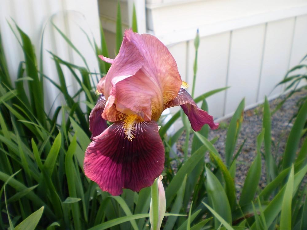 Photo of Tall Bearded Iris (Iris 'Dauntless') uploaded by AlanJ