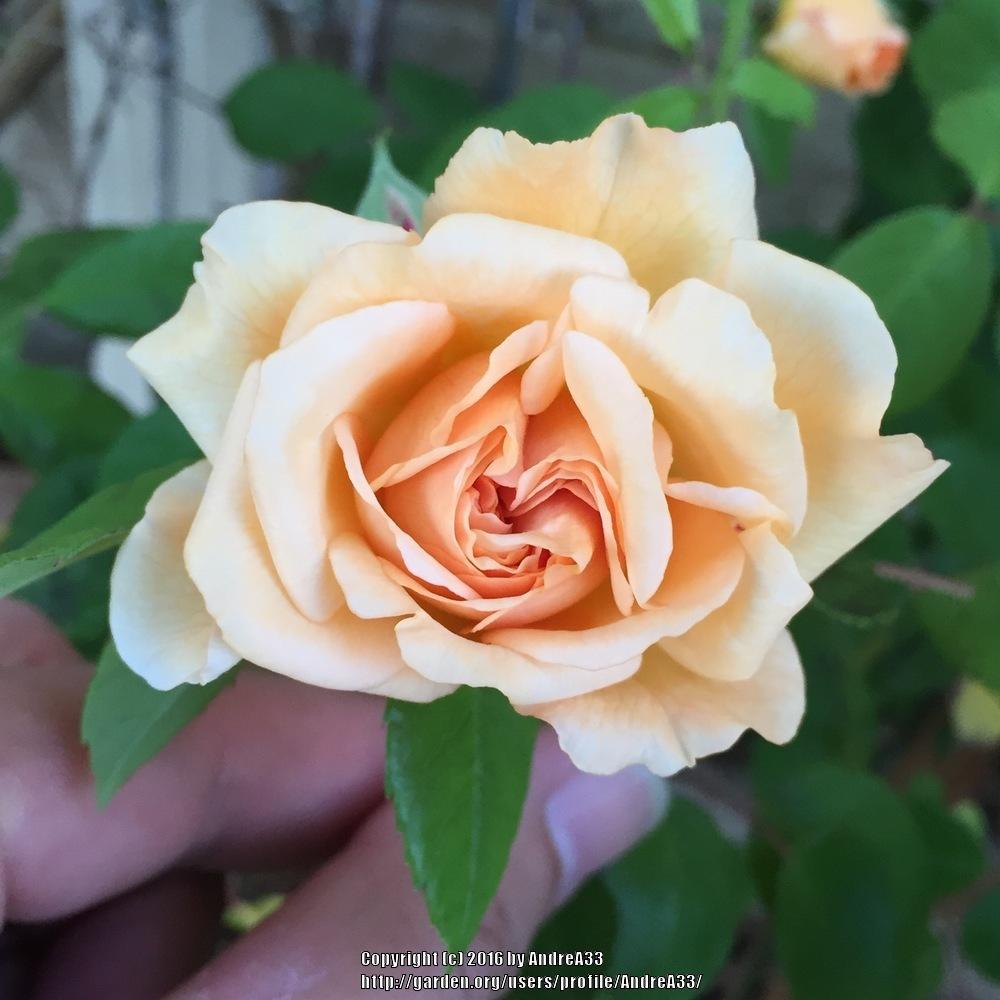 Photo of Hybrid Musk Rose (Rosa 'Buff Beauty') uploaded by AndreA33
