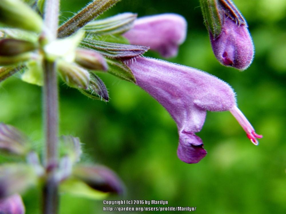 Photo of Hummingbird Sage (Salvia coccinea Summer Jewel™ Lavender) uploaded by Marilyn