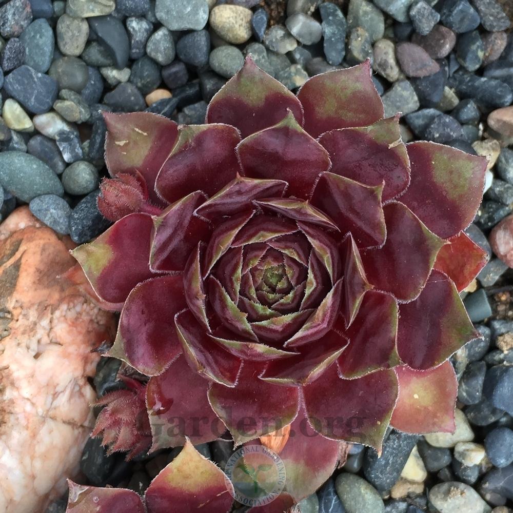 Photo of Hen and Chicks (Sempervivum Thundercloud) uploaded by Patty