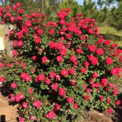 Location: Bolstridge Farm entrance
Date: 2016-04-18
Our 22 Knock Out roses are awesome as all plants are in blossom!