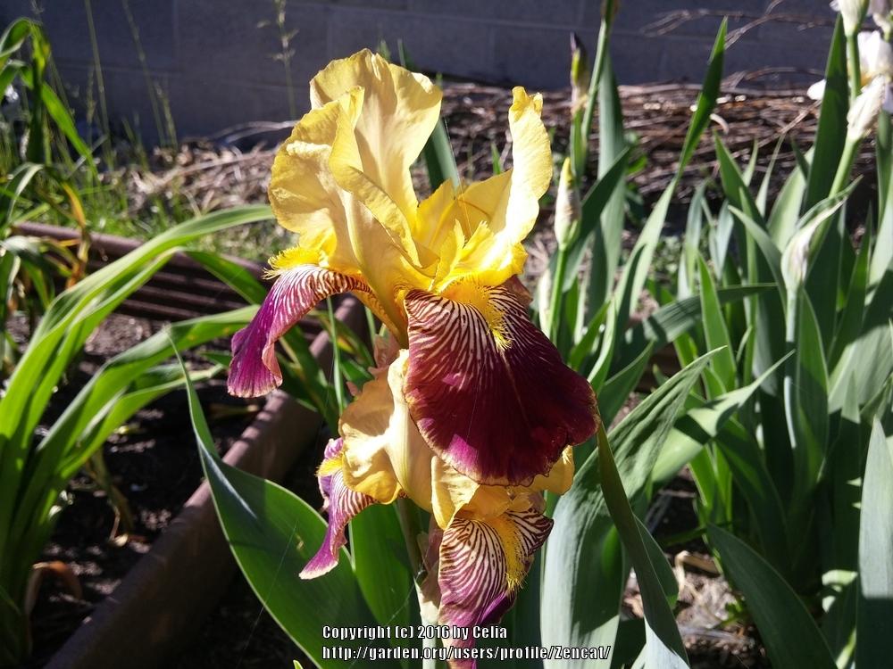 Photo of Tall Bearded Iris (Iris 'Nibelungen') uploaded by Zencat