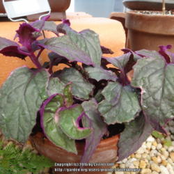 Location: greenhouse at Reynolda Gardens, Winston-Salem NC
Date: 2015-04-03
Old-fashioned houseplant that's become hard to find. Leaves are a